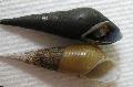 Freshwater Clam elongated spiral Long Nose Snail Photo