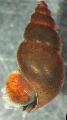 Freshwater Clam elongated spiral New Zealand Mud Snail Photo