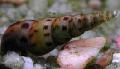 Aquarium Süßwasser-muschel Malaysian Trompete Schnecken, Melanoides tuberculata beige Foto