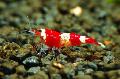 Aquarium Freshwater Crustaceans Red Crystal Shrimp  Photo and characteristics