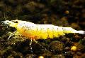 Aquarium Freshwater Crustaceans Golden Bee Shrimp   Photo