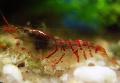 Aquarium Freshwater Crustaceans Red Tiger Shrimp  Photo and characteristics