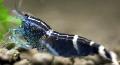 Aquarium Süßwasser-Krebstiere Blau Bienengarnele  Foto und Merkmale