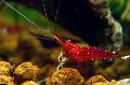 Aquarium Süßwasser-Krebstiere Kardinal Garnelen   Foto