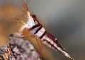 Aquarium Freshwater Crustaceans Harlequin Shrimp   Photo