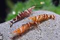 Aquarium Freshwater Crustaceans Ninja Shrimp  Photo and characteristics