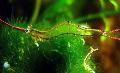 Aquarium Freshwater Crustaceans Red Nose Shrimp (Pinocchio Shrimp)  Photo and characteristics