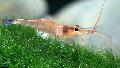 Aquarium Freshwater Crustaceans Blue Leg Poso Shrimp  Photo and characteristics