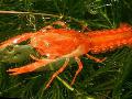 Aquarium Freshwater Crustaceans Mexican Dwarf Orange Crayfish   Photo