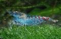 Aquarium Freshwater Crustaceans Blue Pearl Shrimp  Photo and characteristics