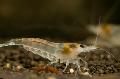 Aquarium Freshwater Crustaceans White Pearl Shrimp  Photo and characteristics