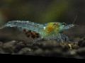 Aquarium Nectarine Shrimp, Marbled Dwarf Shrimp, Redback Shrimp, Neocaridina palmata blue Photo