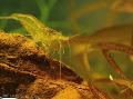 Aquarium Freshwater Crustaceans Yellow Shrimp  Photo and characteristics