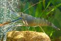 Akvaarium Macrobrachium krevett sinine Foto