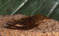 Akvaario Macrobrachium katkarapu ruskea kuva