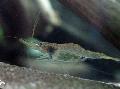 Aquarium Süßwasser-Krebstiere Guinea Schwarm Garnelen  Foto und Merkmale