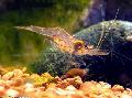 Akvárium Guinea Roj Krevety skrček, Desmocaris trispinosa hnědý fotografie