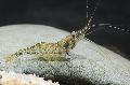 Aquarium Freshwater Crustaceans Dugastella Valentina shrimp Photo and characteristics