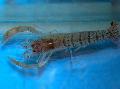 Aquarium Freshwater Crustaceans Blue Banded Shrimp, Blue Zebra Shrimp  Photo and characteristics