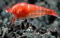 Aquarium Freshwater Crustaceans Hawaiian Red Shrimp, Opae Ula, Hawaiian Volcano Shrimp  Photo and characteristics