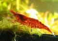 Aquarium Freshwater Crustaceans Cherry Shrimp  Photo and characteristics