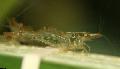 ενυδρείο Κεράσι Γαρίδες γαρίδα, Paratya australiensis καφέ φωτογραφία