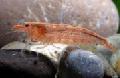 Akvarij  kozice, Potimirim americana rdeča fotografija