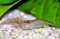 Aquarium Freshwater Crustaceans Yellow Nose Shrimp  Photo and characteristics