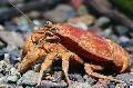Aquarium Freshwater Crustaceans Cockroach Crayfish   Photo