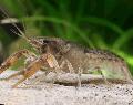 Aquarium Freshwater Crustaceans Cambarellus Montezumae crayfish Photo and characteristics