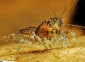 Aquarium Freshwater Crustaceans Cambarellus Puer crayfish Photo and characteristics