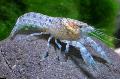 Aquarium Freshwater Crustaceans Cambarellus Diminutus crayfish Photo and characteristics
