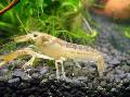 Aquarium Freshwater Crustaceans Cambarellus Chapalanus crayfish Photo and characteristics