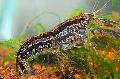 Aquarium Freshwater Crustaceans Cambarellus Texanus crayfish Photo and characteristics