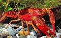 Aquarium Freshwater Crustaceans Red Swamp Crayfish  Photo and characteristics