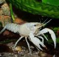 水族馆 红色沼泽小龙虾, Procambarus clarkii 白 照