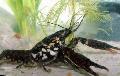 Aquarium Süßwasser-Krebstiere Schwarz Gefleckt Krebse flusskrebs Foto und Merkmale