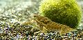 Акваријум Black Mottled Crayfish рак, Procambarus enoplosternum браон фотографија