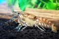 Acuario Procambarus Spiculifer cangrejo de río marrón Foto
