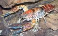 Aquarium Freshwater Crustaceans Procambarus Toltecae crayfish  Photo
