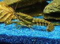 Aquarium Freshwater Crustaceans Sly Crayfish   Photo