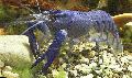 Aquarium Süßwasser-Krebstiere Blue Moon Cray flusskrebs Foto und Merkmale