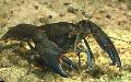 Aquarium Süßwasser-Krebstiere Cyan Yabby flusskrebs Foto und Merkmale