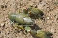 Akvarium Cyan Yabby edelkreps, Cherax destructor grønn Bilde