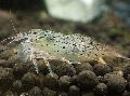 Aquarium Süßwasser-Krebstiere Grün Lacer Garnelen   Foto