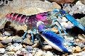 Aquarium Süßwasser-Krebstiere Cherax Hoa Bach flusskrebs Foto und Merkmale