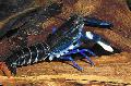 Aquarium Süßwasser-Krebstiere Cherax Sp. Blauer Mond flusskrebs Foto und Merkmale