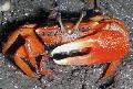 Aquarium Freshwater Crustaceans Red Mangrove Crab   Photo