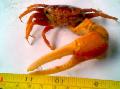 Aquarium Freshwater Crustaceans Fiddler Crab  Photo and characteristics