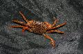 Aquarium Freshwater Crustaceans Panther Crab  Photo and characteristics